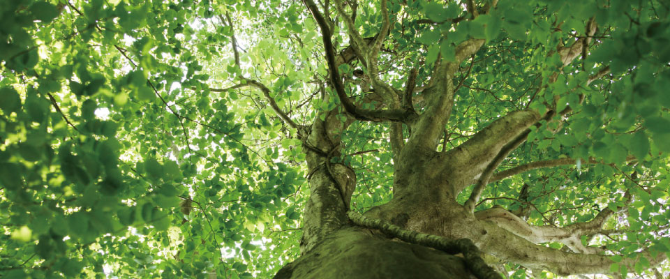 メインイメージ